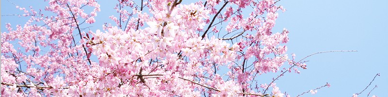 17���{�˔j�I�J�����ь����������߂�PC���y�A�Q�����T�C�g